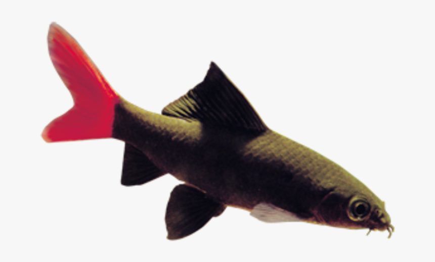 Pomacentridae, HD Png Download