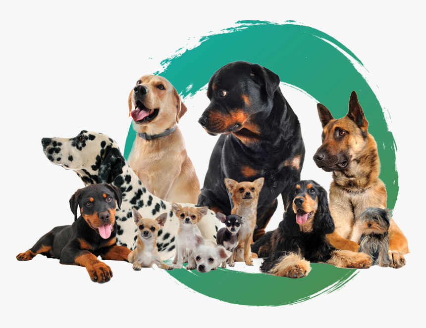 Dogs - Coonhound, HD Png Download
