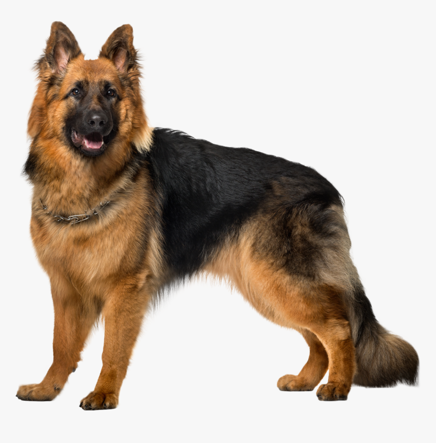Bohemian-shepherd, HD Png Download