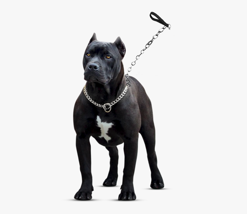Staffordshire Bull Terrier, HD Png Download