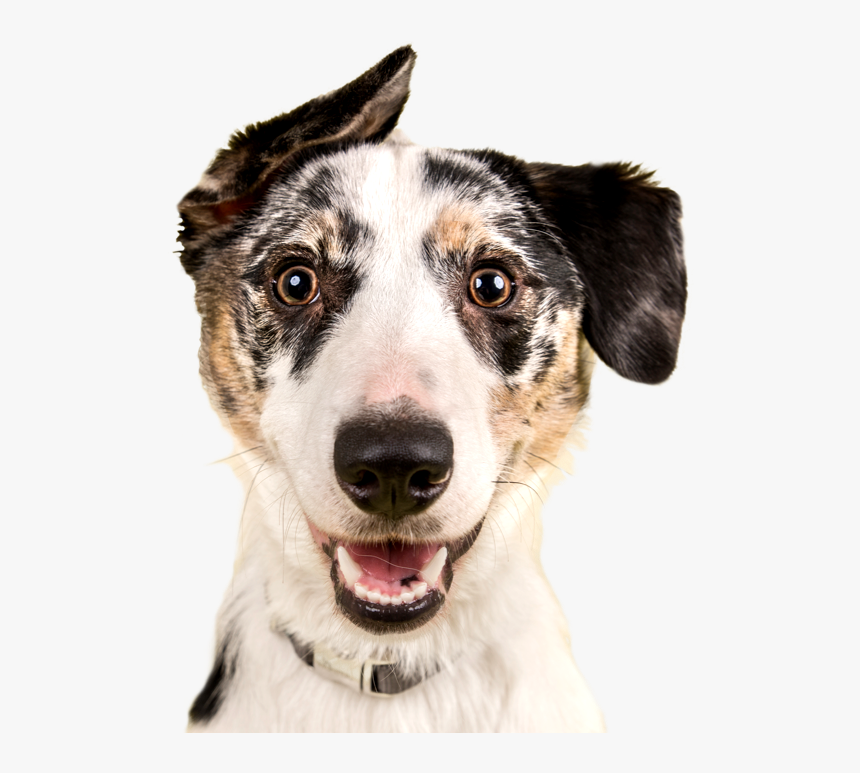 Cute Dog, HD Png Download
