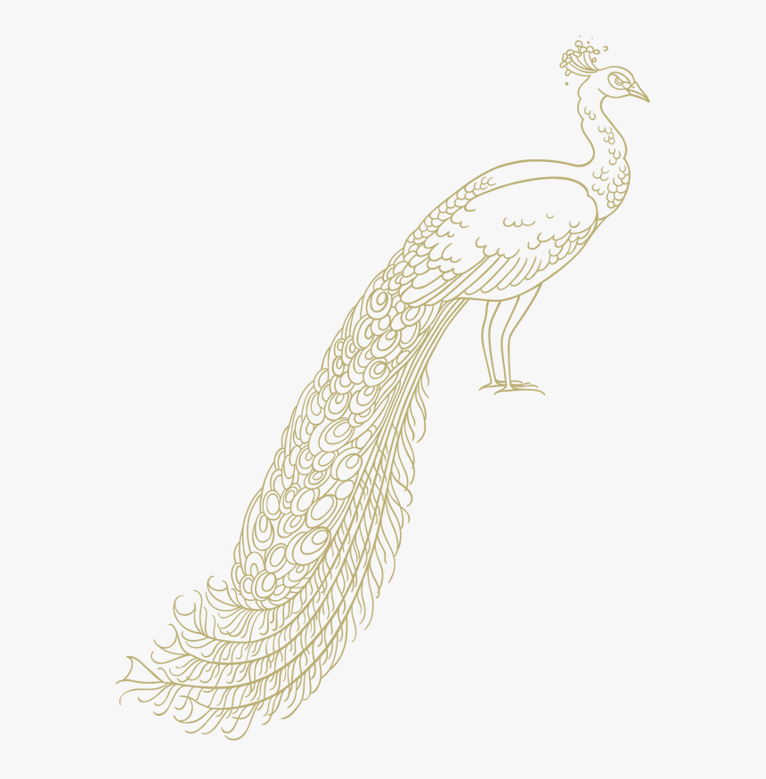 Transparent Peacock Png - Peafowl, Png Download
