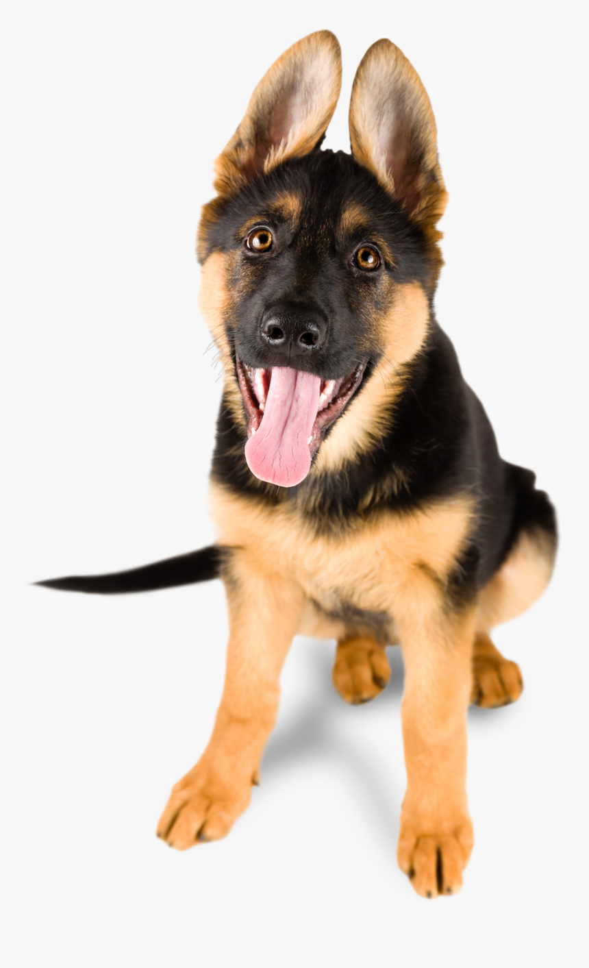 Grooming Gal Mobile Pet Salon - German Shepherd Puppy Sitting Down, HD Png Download