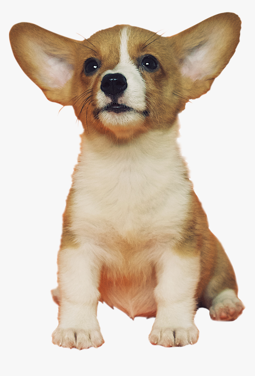Dog Png Image, Transparent Png
