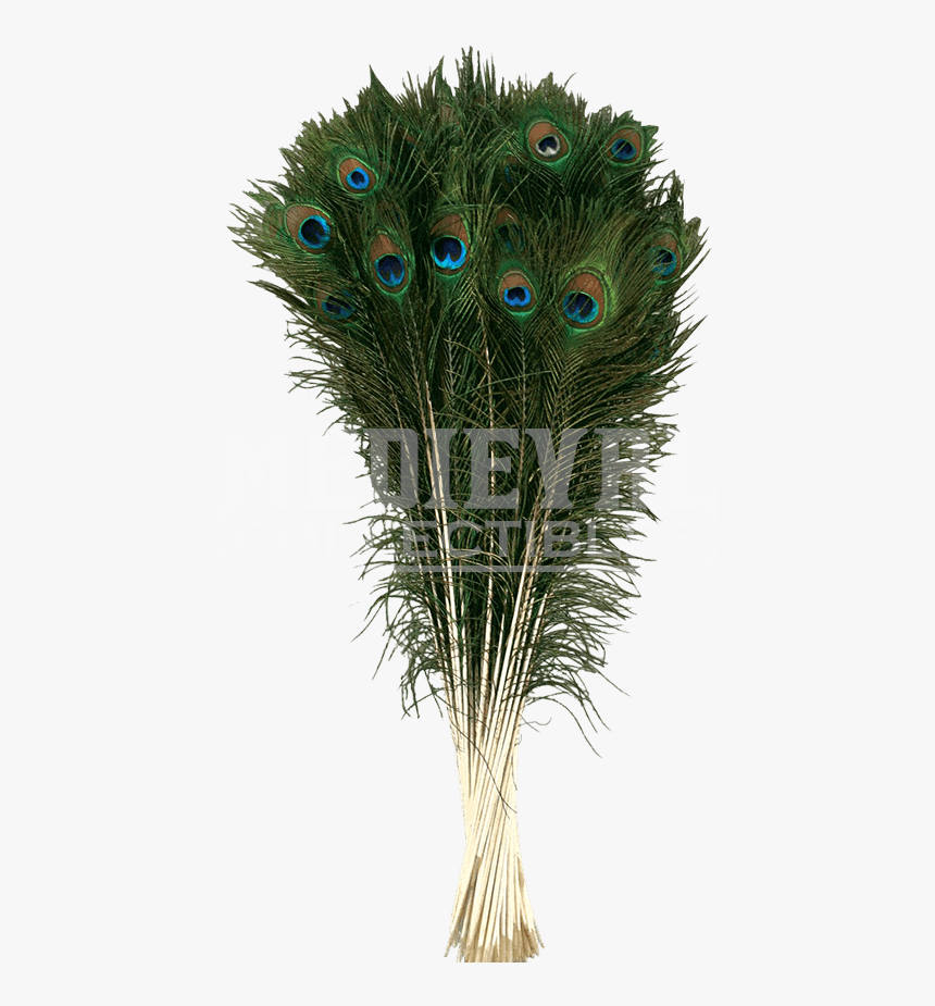 Natural Peacock Tail Plume - Bình Lông Công Phong Thủy, HD Png Download