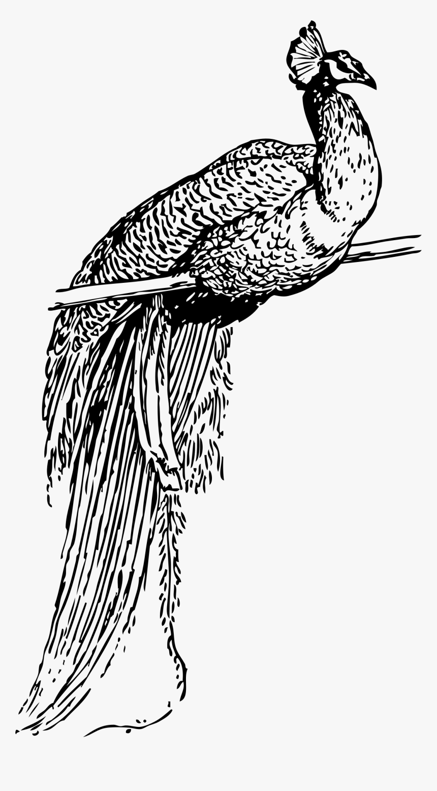 Peacock Clip Arts - Peacock Clip Art, HD Png Download