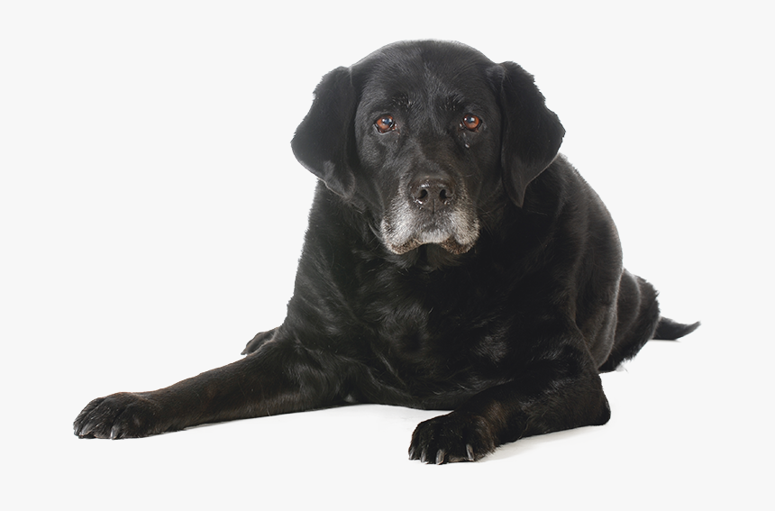 Puppy Adult Senior Dog, HD Png Download