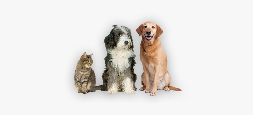 Dogs, HD Png Download