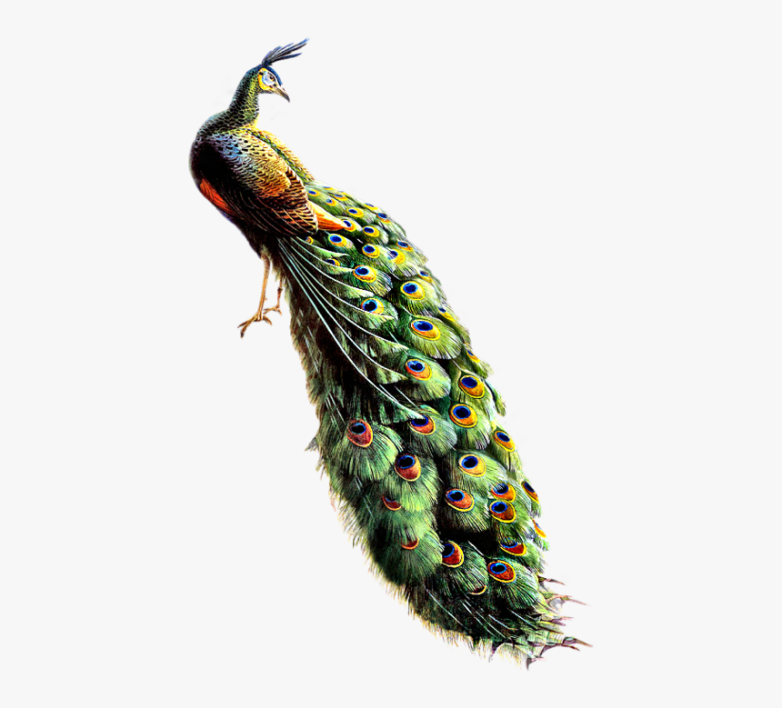 Peacock Collections Best Image Png - Hd Image Peacock Png, Transparent Png