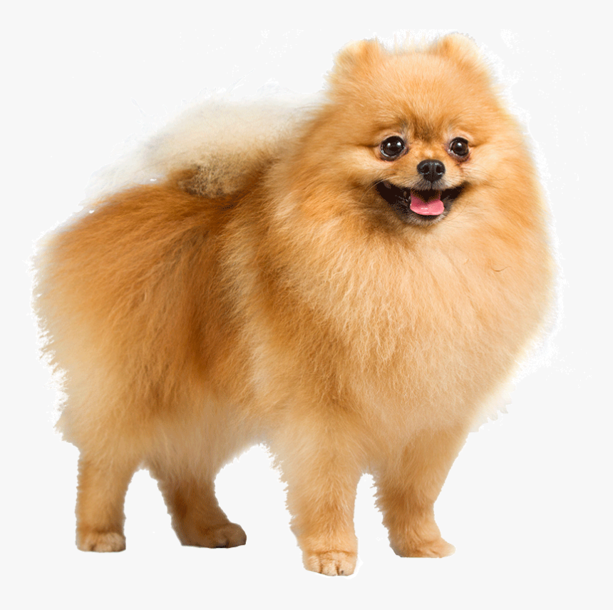 Dog Png - Pomeranian Dog Transparent Background, Png Download