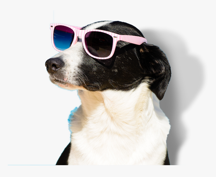 Apartments Pet Friendly Marketing, HD Png Download