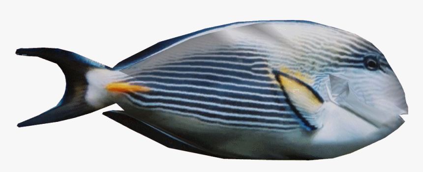 Sohaltangdd - Pomacentridae, HD Png Download