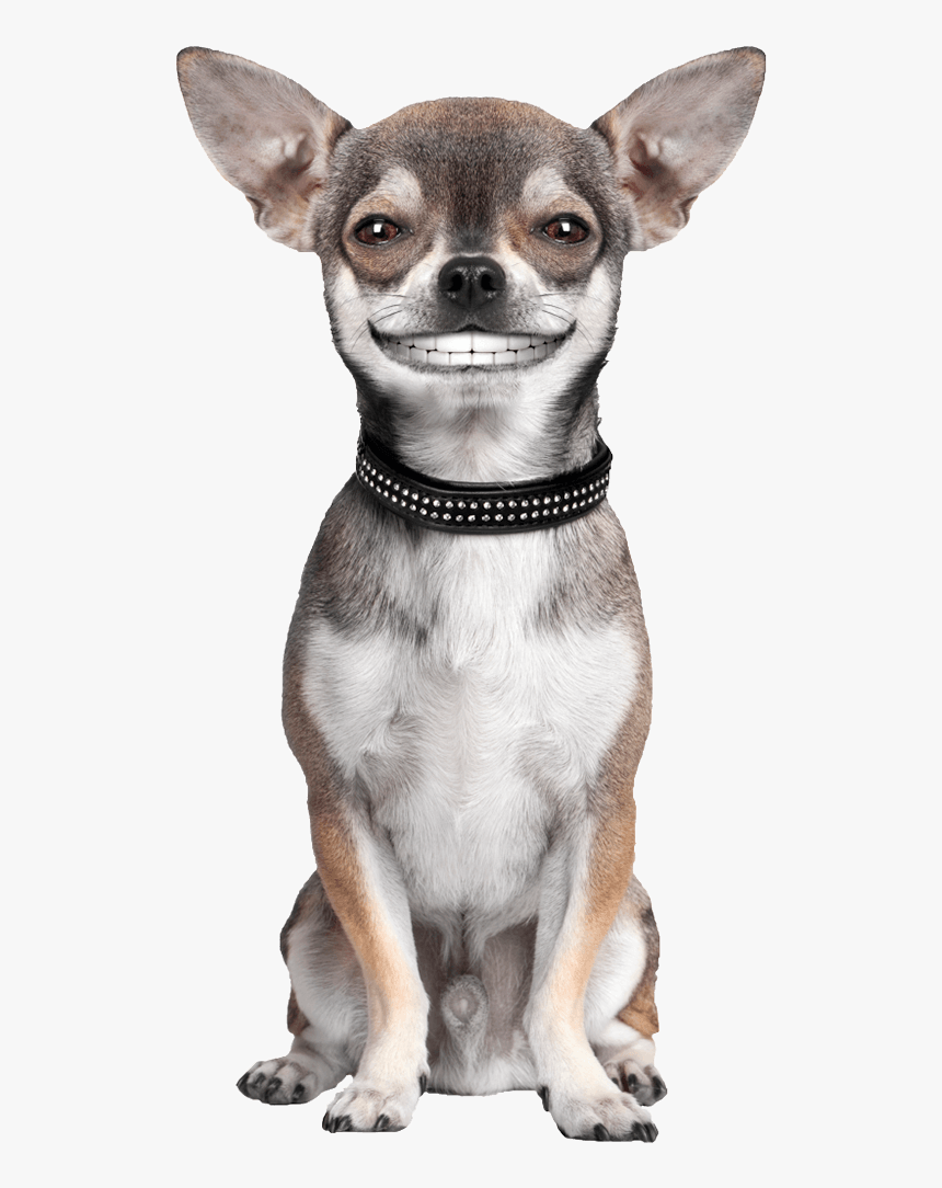 Dog Png Custom Pet Gift For Pet Lovers Petsies - Chihuahua Male, Transparent Png