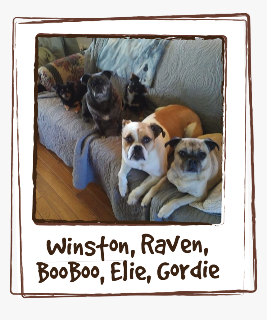 “i Have 5 Adopted Fur Babies That Are On Raw Food Therefore, HD Png Download