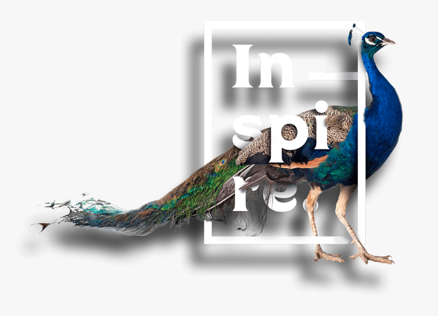 Peafowl, HD Png Download