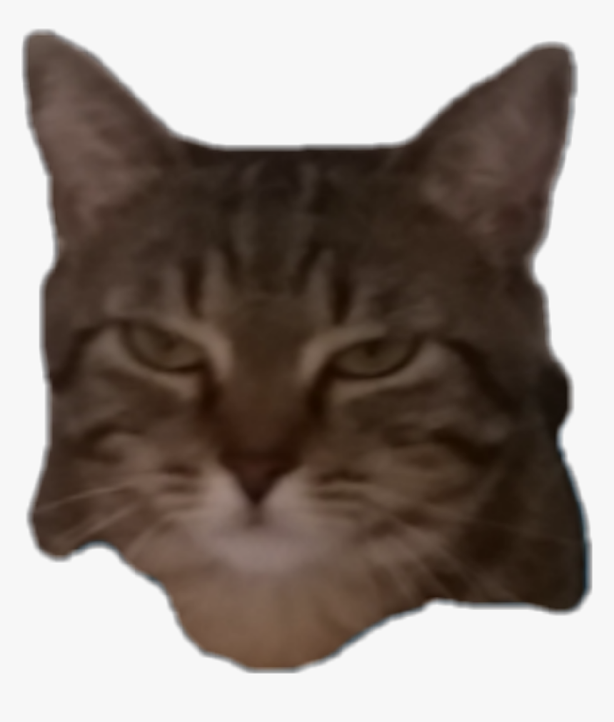 Transparent Grumpy Cat Face Png - Domestic Short-haired Cat, Png Download