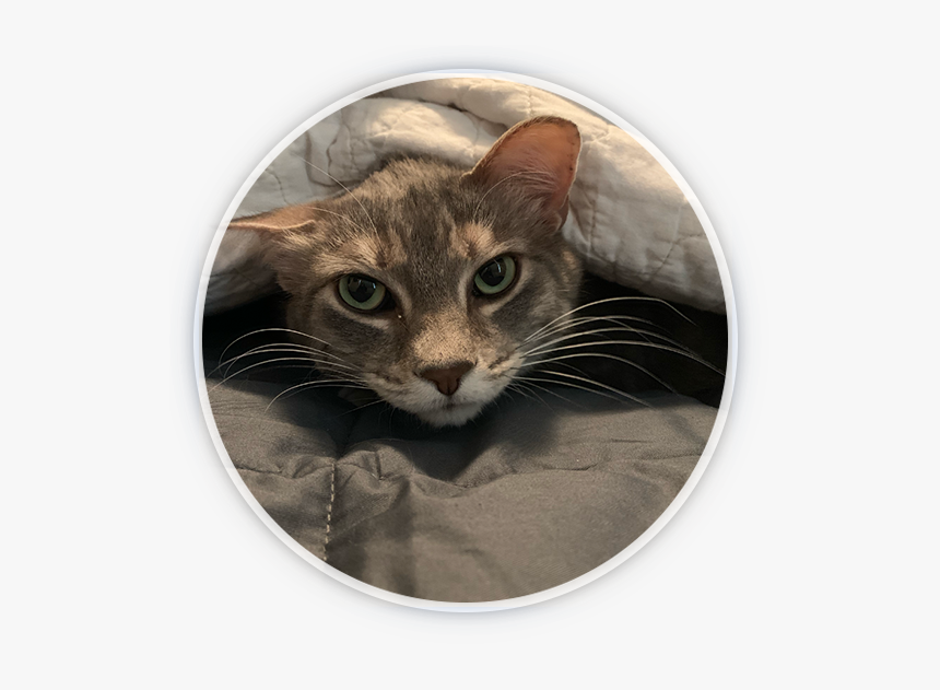Domestic Short-haired Cat, HD Png Download