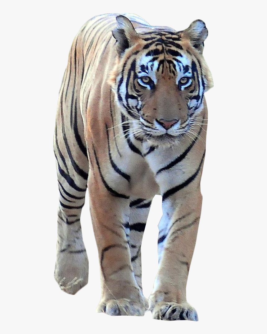 Transparent Tiger Png - Ranthambore National Park, Png Download