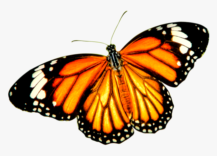 Monarch Butterfly Tiger Danaus Genutia Insect - Orange Butterfly Transparent Background, HD Png Download