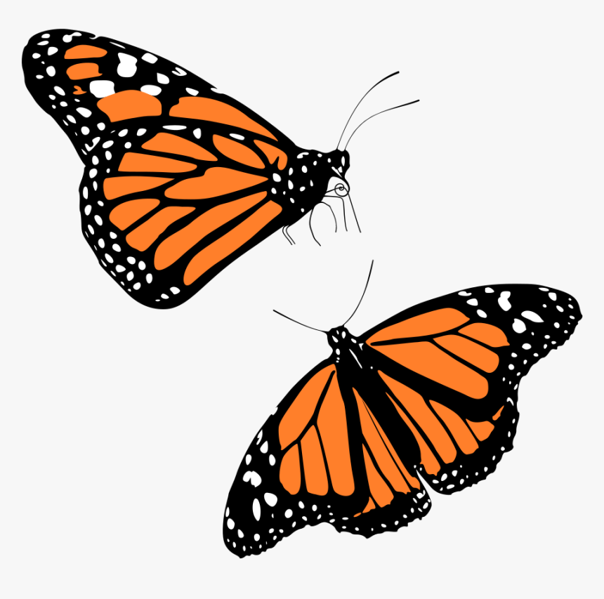 Monarch Butterflies - Transparent Background Monarch Butterfly Png, Png Download
