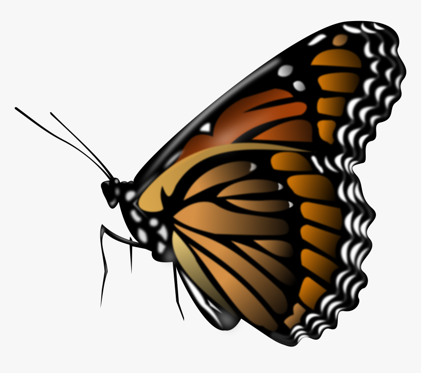 Monarch Butterfly Png Pic - Butterfly Png, Transparent Png