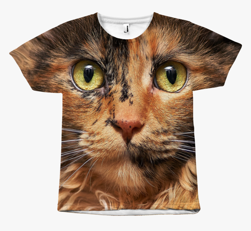 Tortoiseshell Maine Coon Kitten, HD Png Download