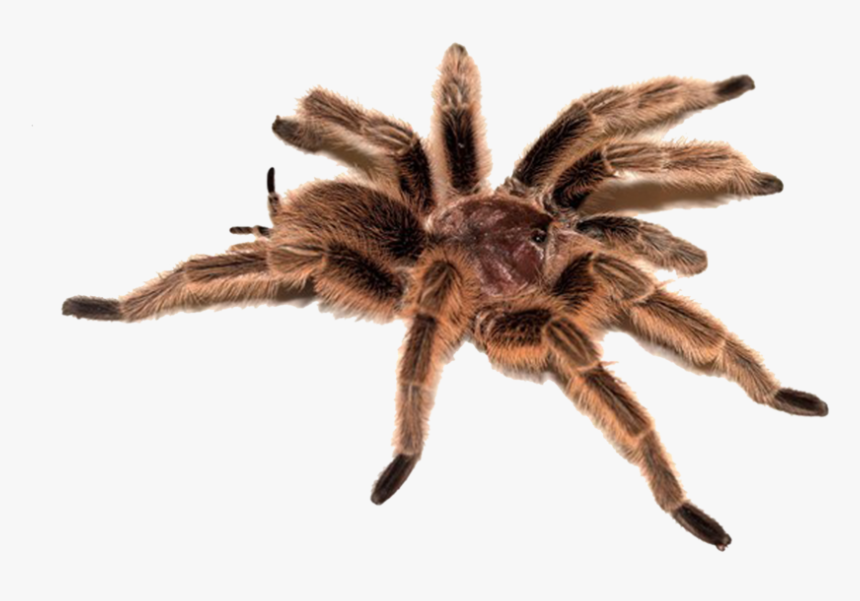 Spider Png Image - Types Of Animals Meme, Transparent Png