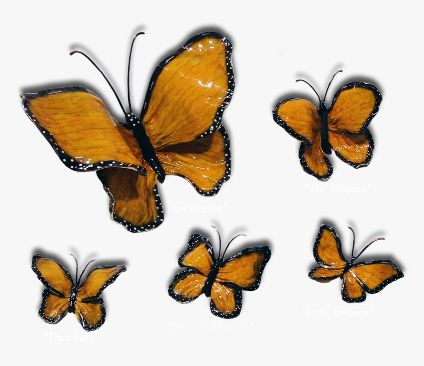 Ron & Sheila Ruiz Monarch Butterfly Exposures International - Brush-footed Butterfly, HD Png Download