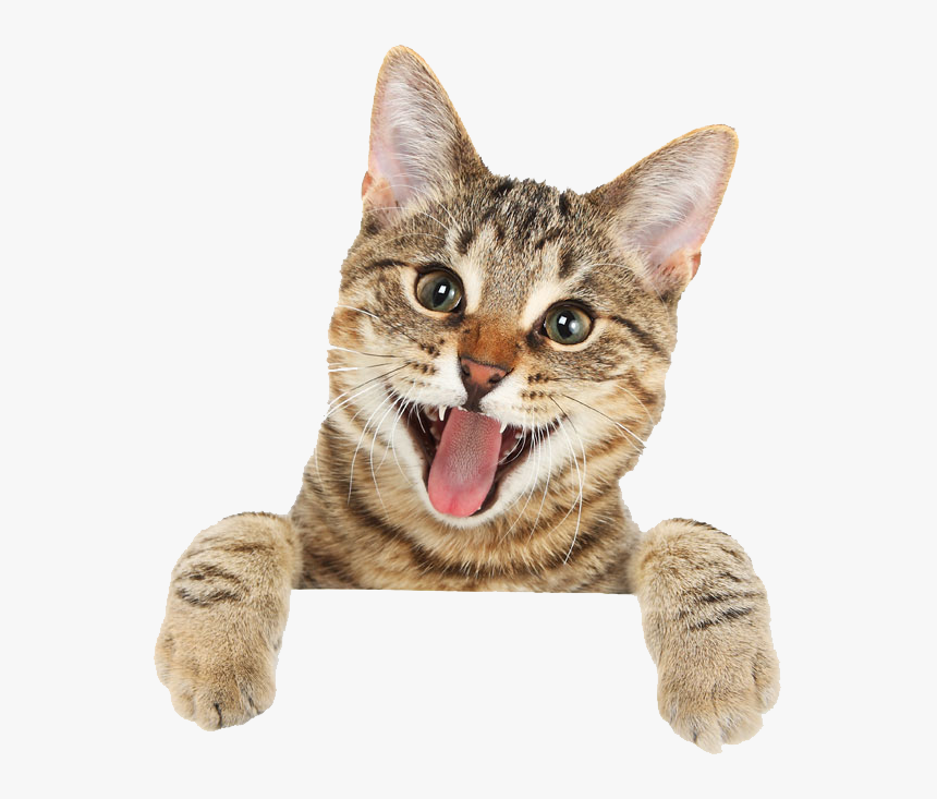 Cat Tongue Png - Cute Cat Png, Transparent Png