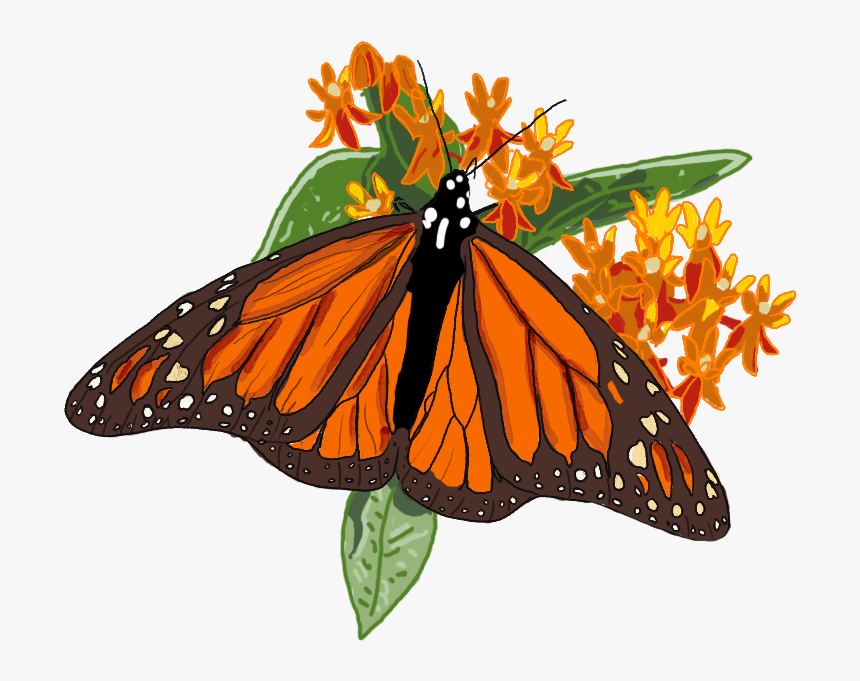 Monarch Butterfly, HD Png Download