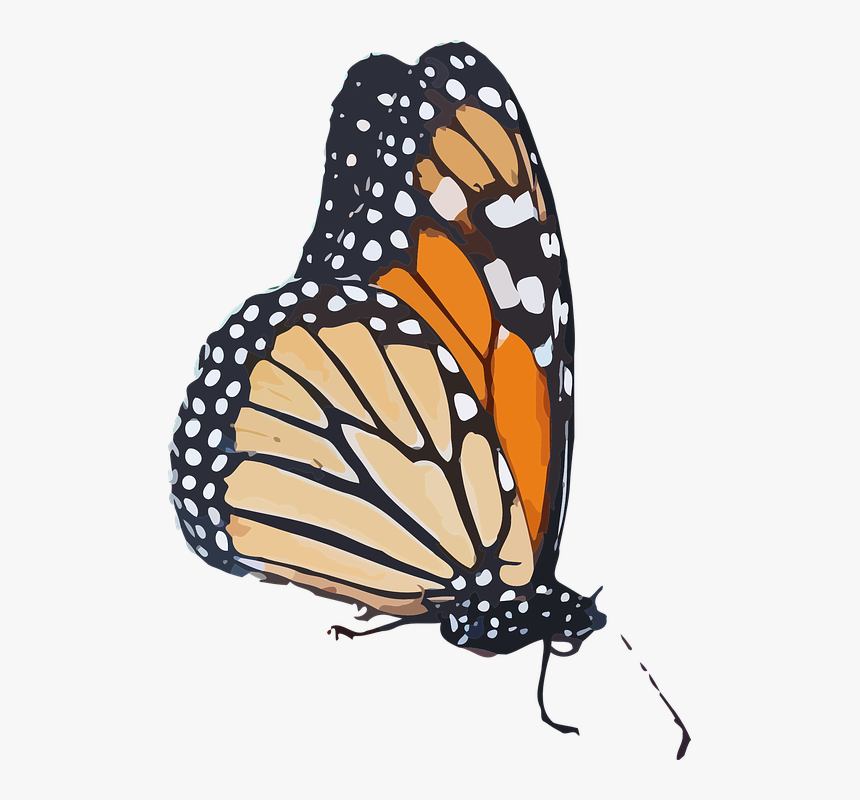 Monarch Butterfly, Danaus Plexippus, Milkweed Butterfly - Monarch Butterfly Transparent Background, HD Png Download