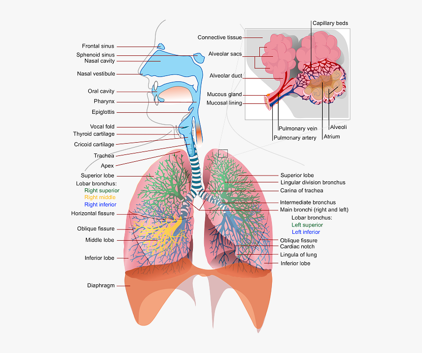 Breathing Png, Transparent Png