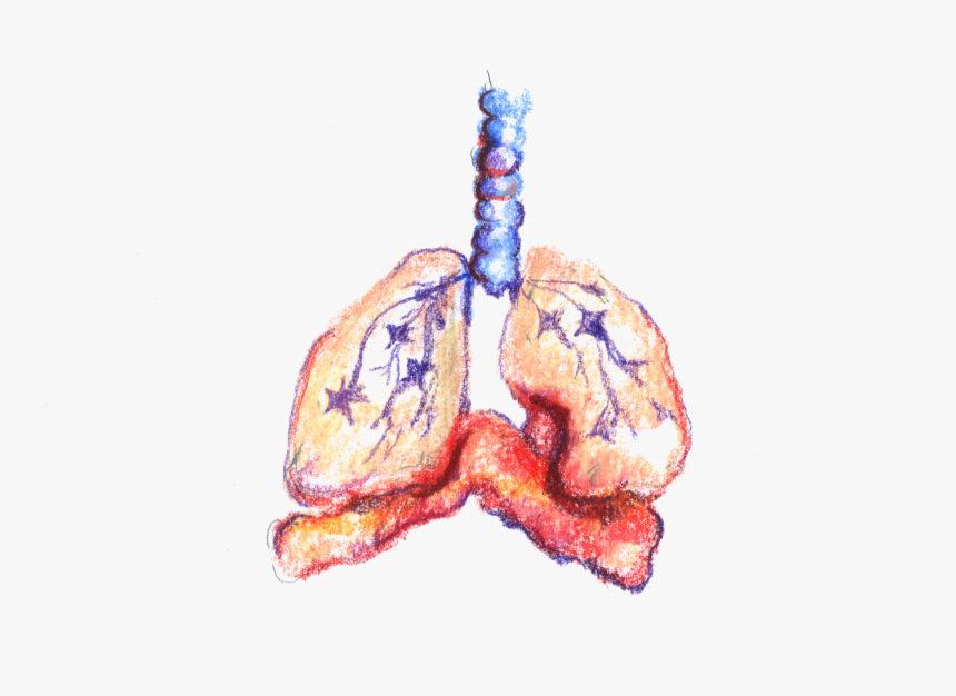 Bronchial Spasms, HD Png Download