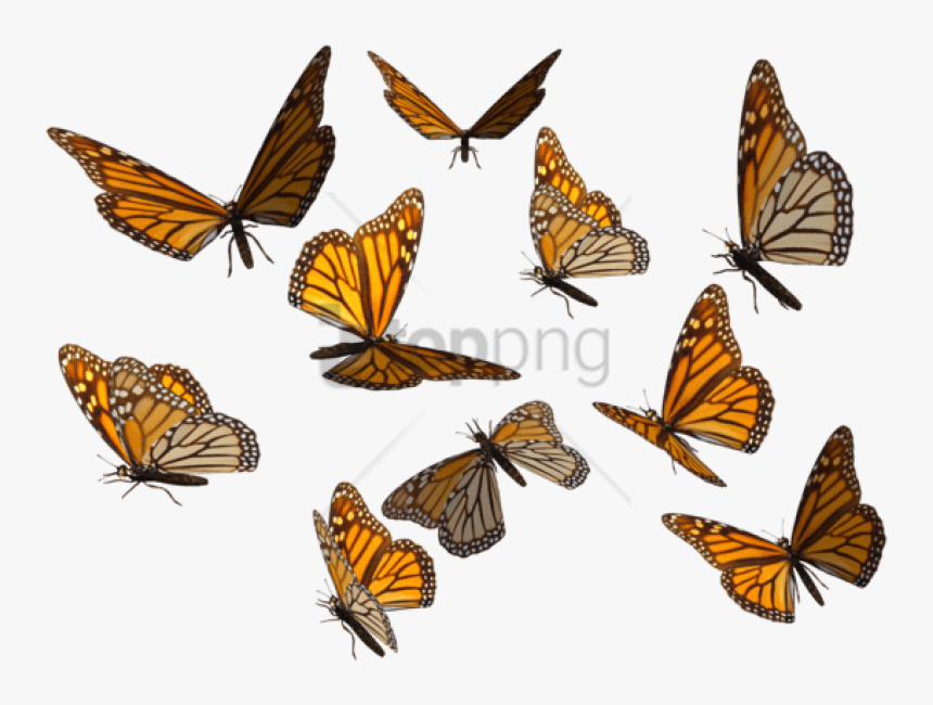 Free Png Monarch Butterfly Png Image With Transparent - Transparent Background Butterflies Png, Png Download