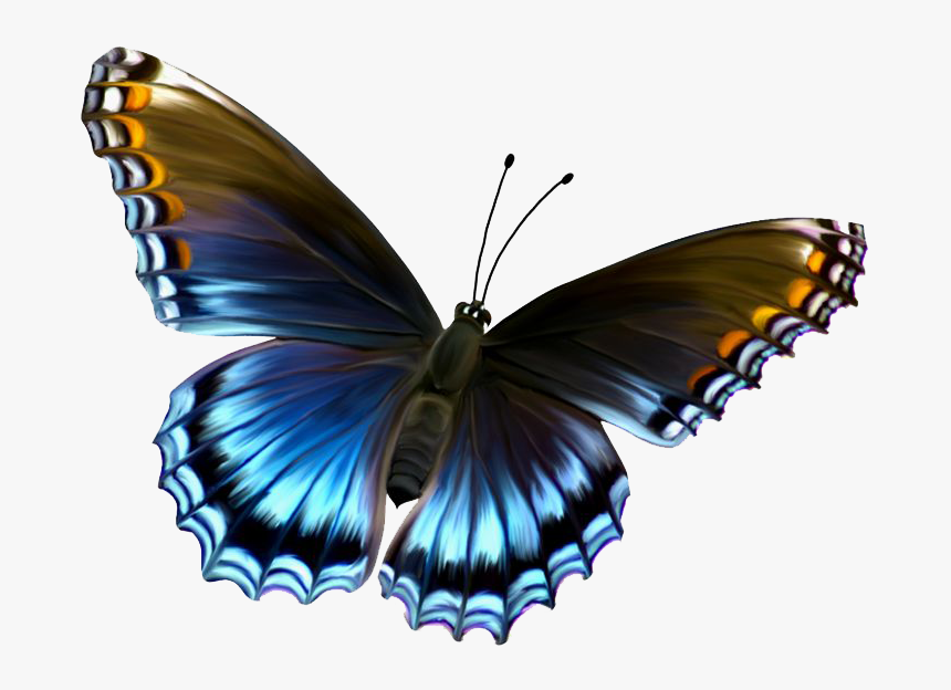 Moths And Admiral Or Red Spotted Photography,pipevine - Butterfly Image Hd Download, HD Png Download