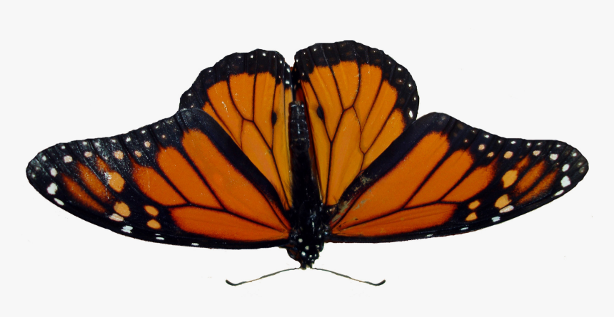 Butterfly Png Image - Angangueo, Transparent Png