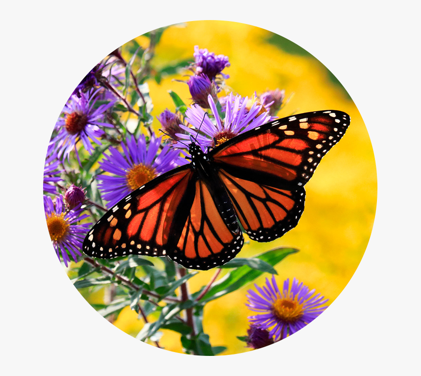 Monarch On Aster - Angangueo, HD Png Download