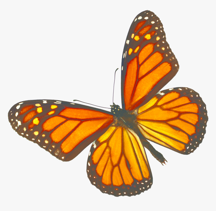 Transparent Butterfly Transparent Png, Png Download