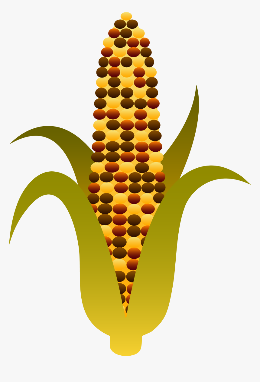 Indian Harvest Maize Free - Indian Corn Clip Art, HD Png Download