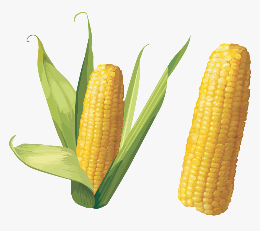 Corn Stalk Png - Corn Png, Transparent Png