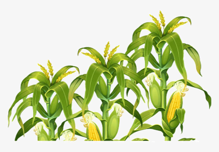 Field Corn Portable Network Graphics Clip Art Image - Corn Field Png, Transparent Png