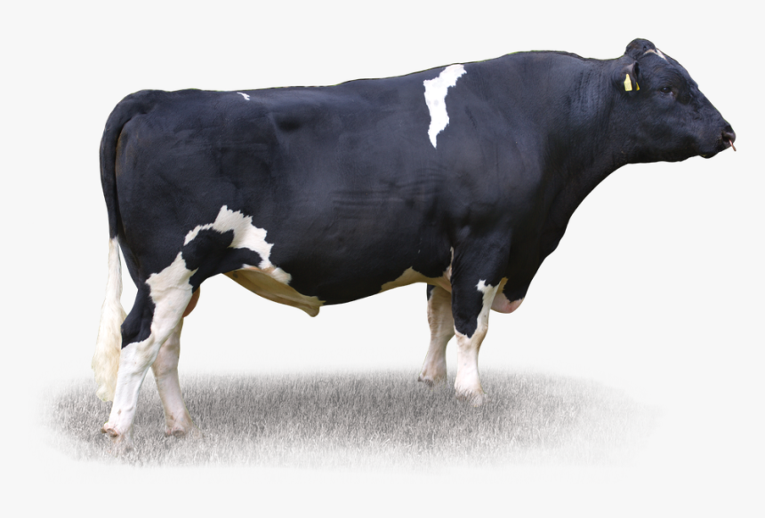 Dairy Cow, HD Png Download