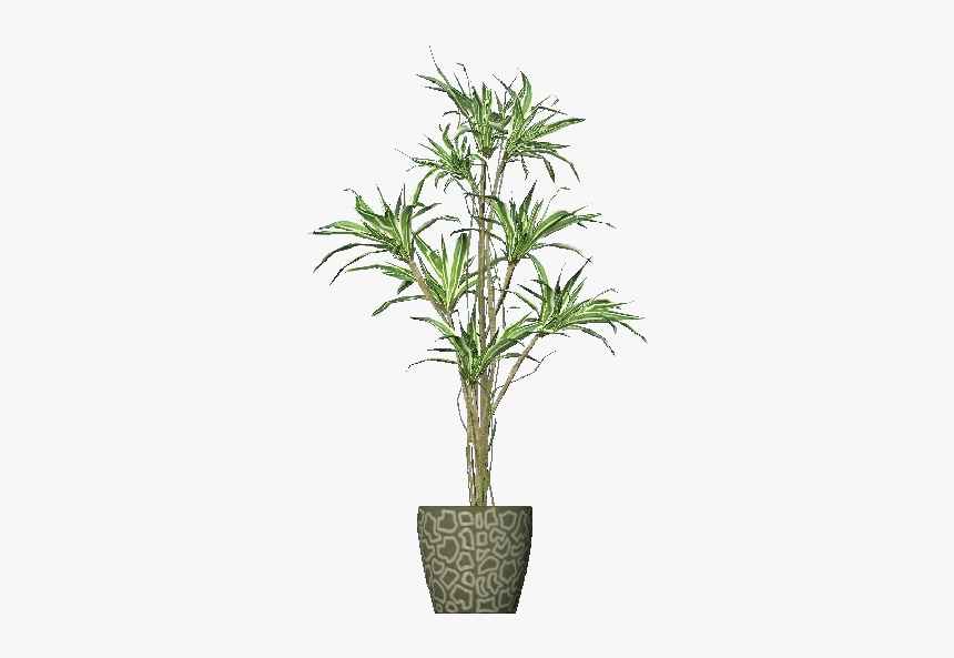 3d Flowers - Dracena - Acca Software - Vaso De Planta 3d Png, Transparent Png