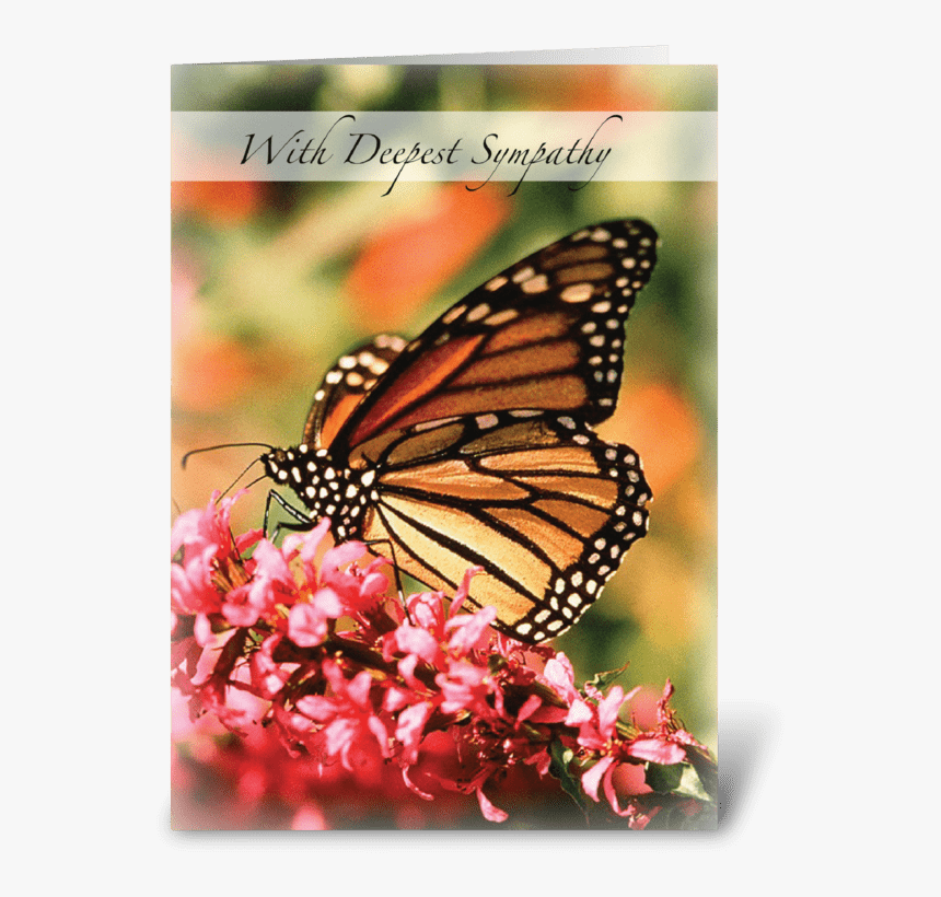 Monarch Butterfly, Pink Flower Sympathy Greeting Card - Sexual Reproduction Examples Animals, HD Png Download