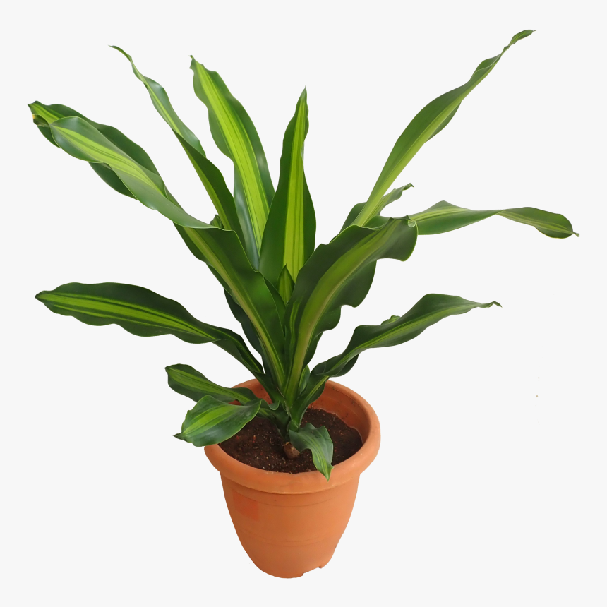 Flowerpot, HD Png Download