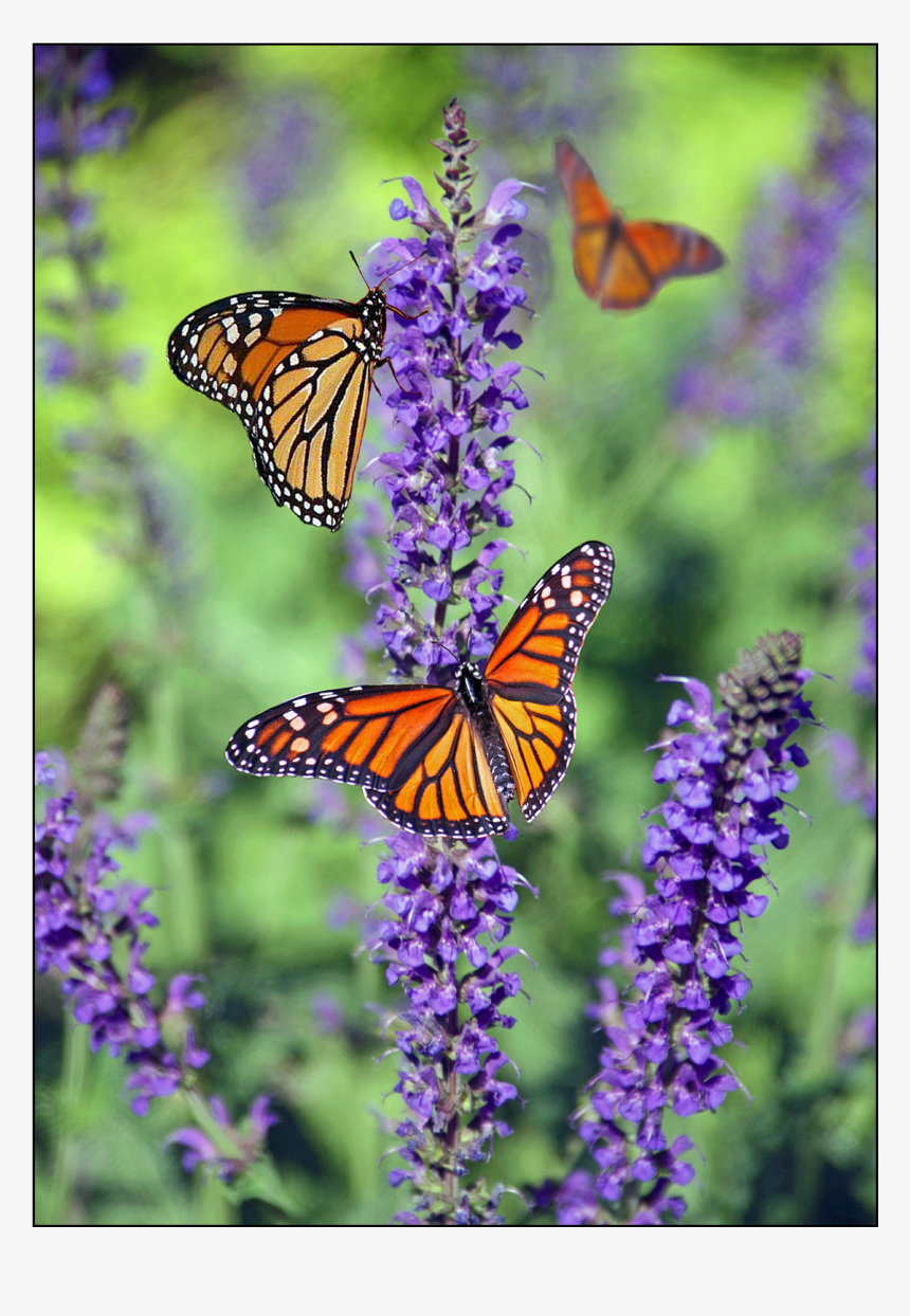 Beautiful Photographs Of Butterflies, HD Png Download