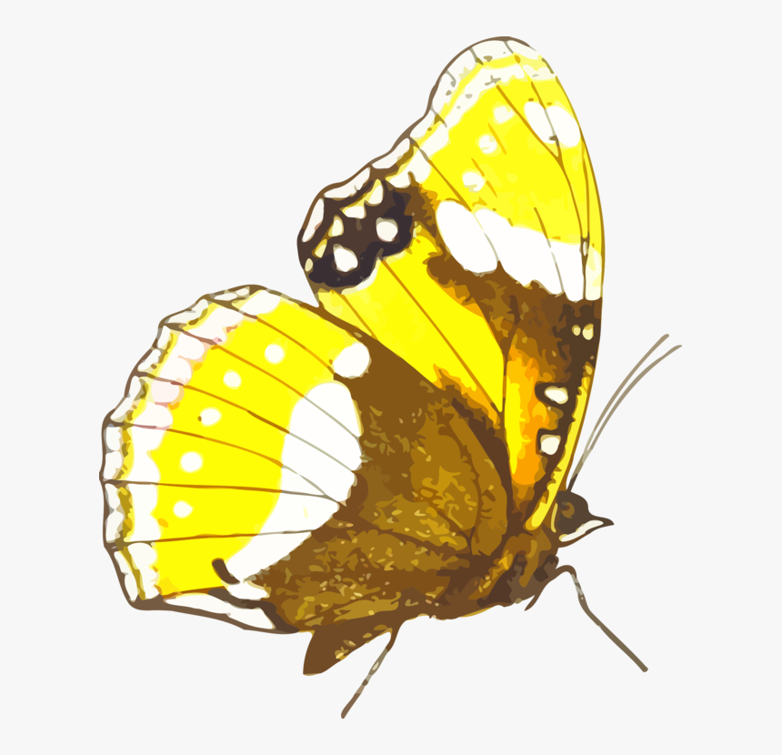 Butterfly, HD Png Download