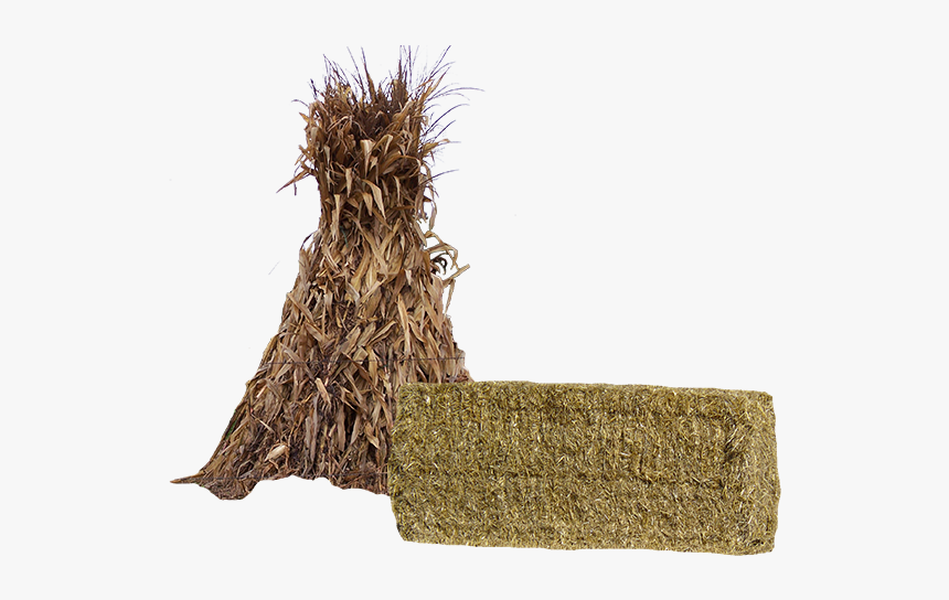 Cosecha Tradicional De Maiz, HD Png Download