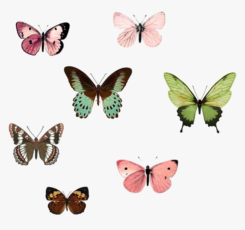 Monarch Butterfly Insect Drawing Nymphalidae, HD Png Download