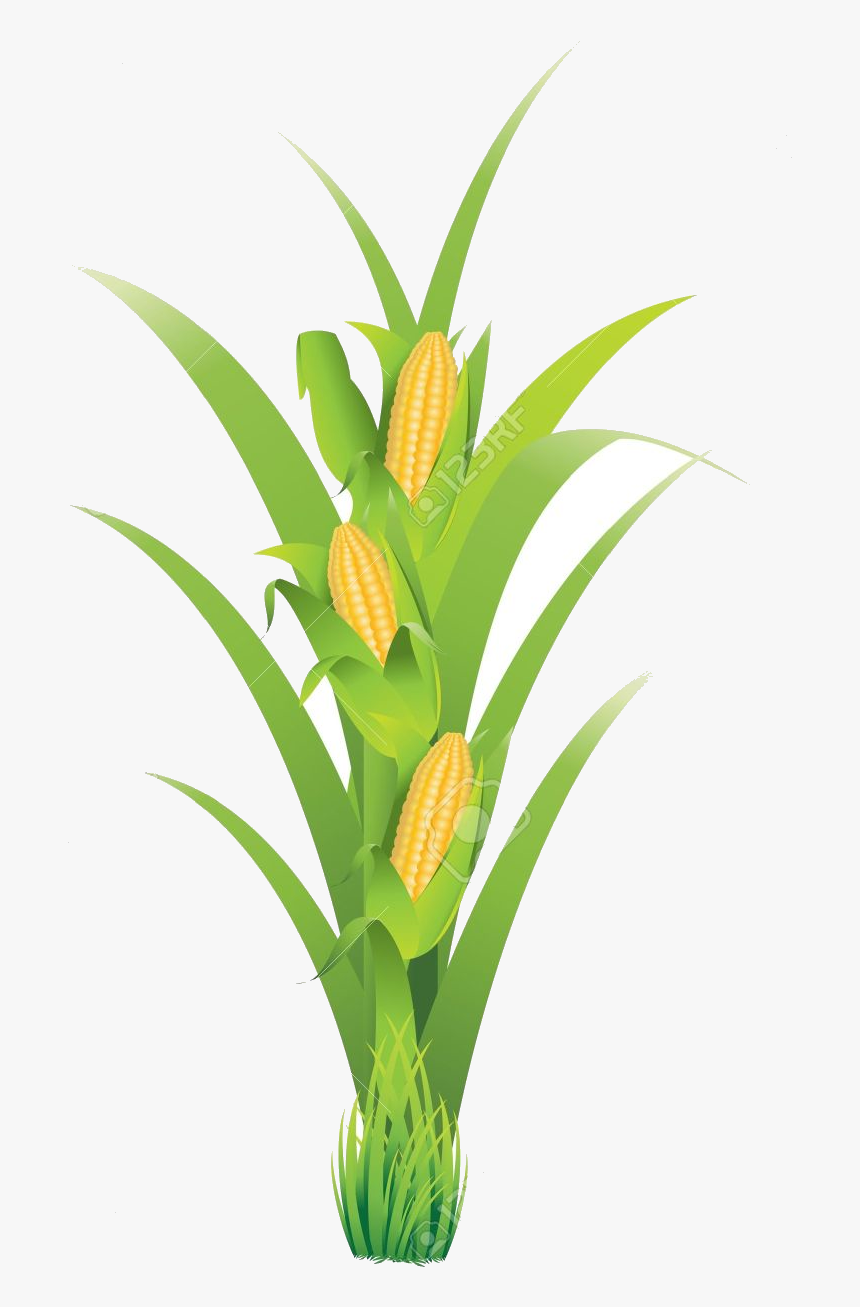 Corn Planting Transparent Png - Pe De Milho Em Png, Png Download